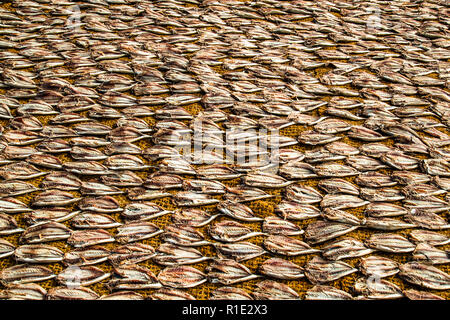 Fishing and salted fish production hot spot of Sri Lanka Stock Photo
