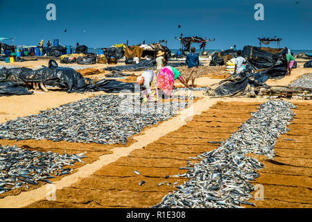 Fishing and salted fish production hot spot of Sri Lanka