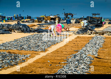 Fishing and salted fish production hot spot of Sri Lanka Stock Photo