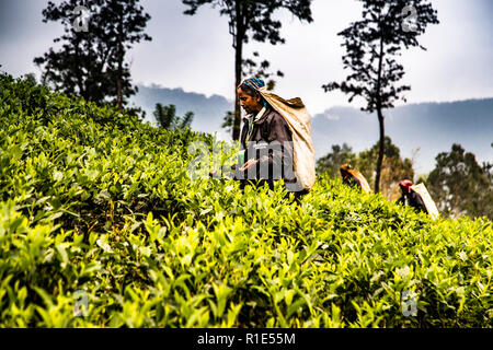 A tea picker with a headscarf and collecting sack plucks leaves on the slope of a plantation near Nuwara Eliya, Sri Lanka, with two additional pickers visible in the background. Most pickers in the highlands descend from Tamil migrant workers brought from South India to the tea estates by the British colonial administration from the 1830s onward. Stock Photo
