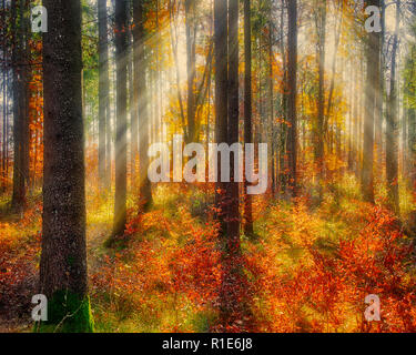 DE - BAVARIA: Autumnal forest scene at the Moralt Alm near Bad Tölz (HDR-Image) Stock Photo