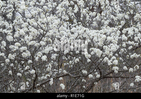 Wild Plum, Prunus sp., blossoms Stock Photo