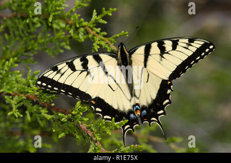 Eastern Tiger Swallowtail, Pterourus glaucus, male perched on eastern red cedar, Juniperus virginiana Stock Photo
