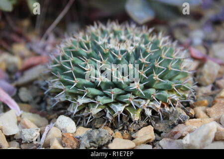 Beautiful desert cactus plant growing in the desert garden. Stock Photo