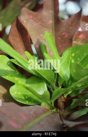 Codiaeum variegatum, garden croton, variegated croton growing in the sunny meadow. Stock Photo