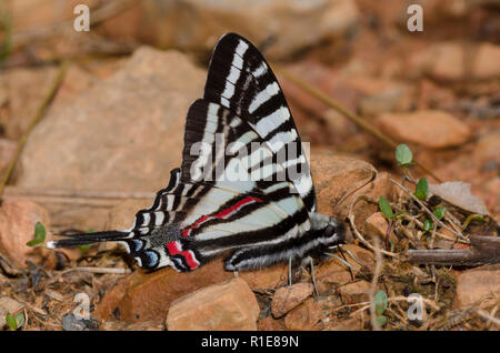 Zebra Swallowtail, Eurytides marcellus, mud-puddling