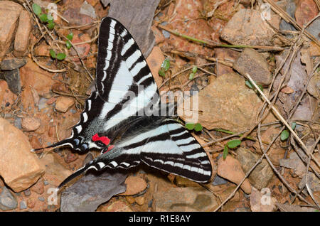 Zebra Swallowtail, Eurytides marcellus, mud-puddling