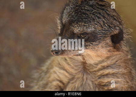 Distinctive markings on a face of a meerkat. Stock Photo