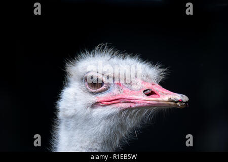 Big eye side view of tall bird ostrich Stock Photo