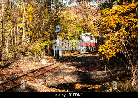 Railroad tracks in the forest between trees on autumn with yellow fallen leaves Stock Photo