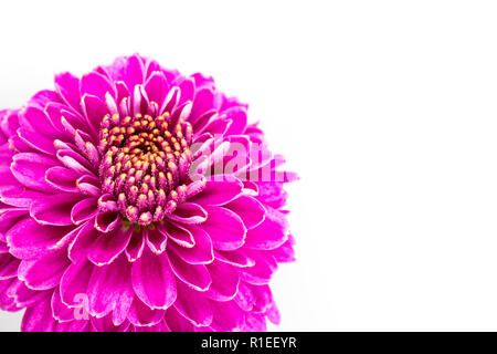 Purple chrysanthemum flower macro isolated on white with copy space Stock Photo