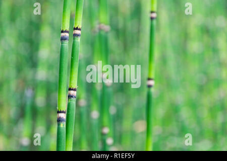 Bamboo growing in a garden Stock Photo