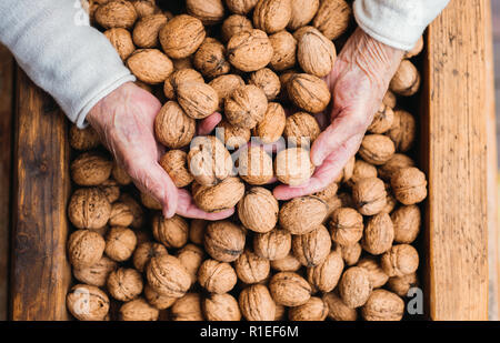 An elderly woman outdoors on a terrace on a sunny day in autumn, holding walnuts. Stock Photo