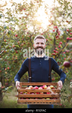 A mature man standing in orchard in autumn, holding a box full of apples. Stock Photo