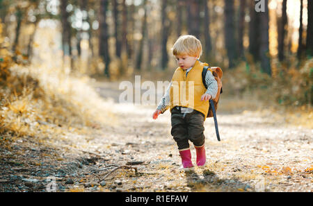 A toddler son with backpack standing on a road in an autumn forest. Stock Photo