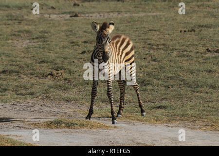 A small zebra watching us in Amboseli national park Stock Photo