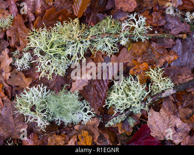 Fallen lichen on the New Forest floor Stock Photo