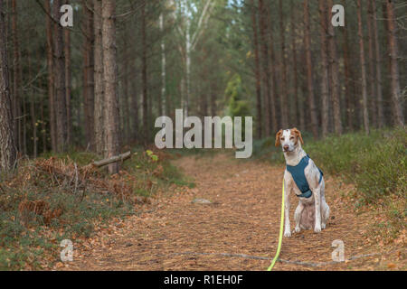 A pointer dog with a harness sitting on a walking path in a Scandinavian forest. Stock Photo