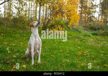 Dog sitting outside in the back yard smelling the air Stock Photo