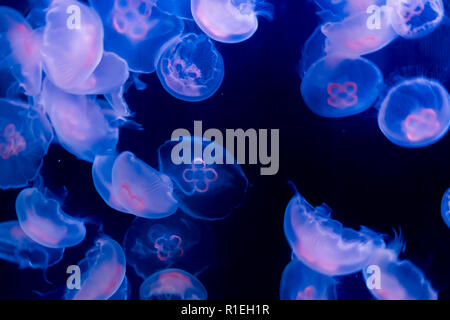 many common moon jelly fish swimming in the ocean and glowing in blue purple colors beautiful marine life background Stock Photo