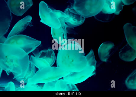 amazing marine life background of a group of common moon jellyfish swimming in the dark sea and giving light in blue green color Stock Photo