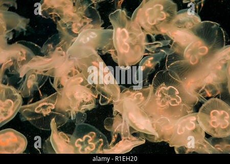 Group of common moon jellyfish swimming and glowing light in the dark ocean in white yellow orange colors beautiful marine life background Stock Photo