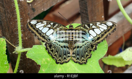 Blue Clipper butterfly, Parthenos sylvia lilacinus here at Earnley Butterfly House. Stock Photo