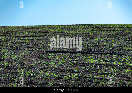 Sprouts in rows on the field in summer Stock Photo