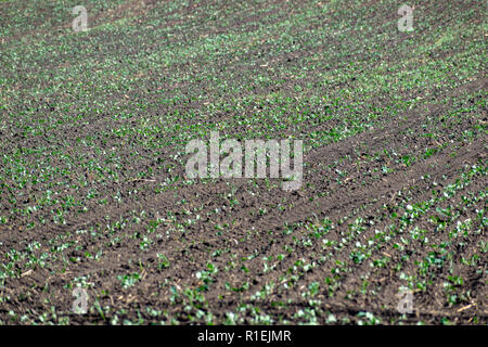 Sprouts in rows on the field in summer Stock Photo