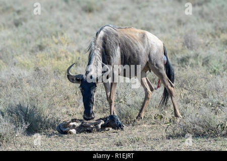 Blue Wildebeest (Connochaetes taurinus) mother cleaning just new born baby on savanna, Ngorongoro conservation area, Tanzania. Stock Photo