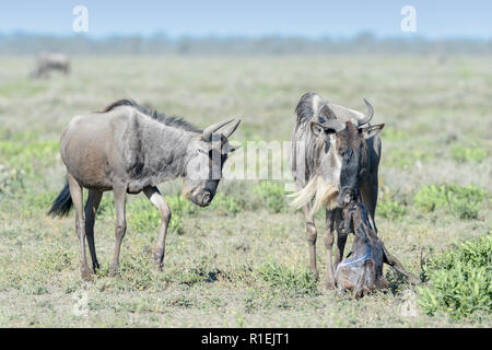 Blue Wildebeest (Connochaetes taurinus) mother with a new born baby and family looking, Ngorongoro conservation area, Tanzania. Stock Photo