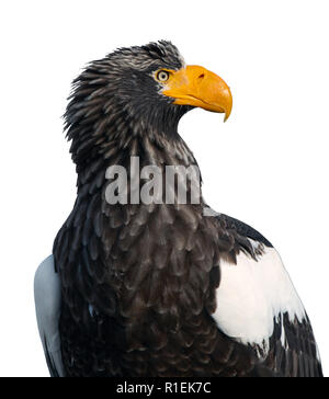 Closeup portait of Adult Steller's sea eagle on the white background.  Scientific name: Haliaeetus pelagicus. Isolated on the white. Stock Photo