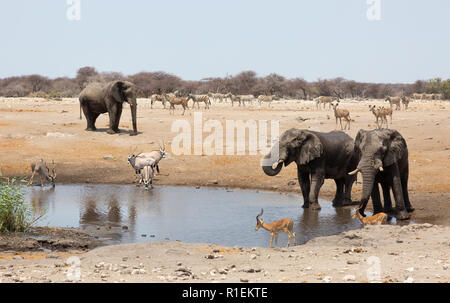 Africa wildlife - wild animals including elephant, oryx, zebra, impala and kudu around a waterhole, Etosha national park, Namibia Africa