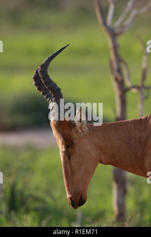 Jackson's Hartebeest (Alcelaphus Buselaphus) Kongoni (antelope) Profile Head Neck Murchison Falls National Park Uganda Stock Photo