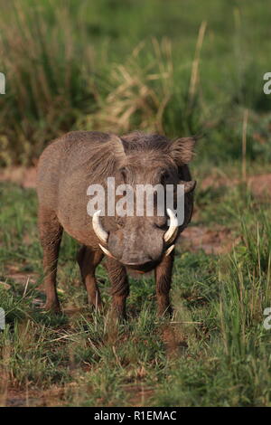 Warthog Pumbaa (Phacochoerus africanus) portrait close up looking at camera Murchison Falls National Park, Uganda Stock Photo