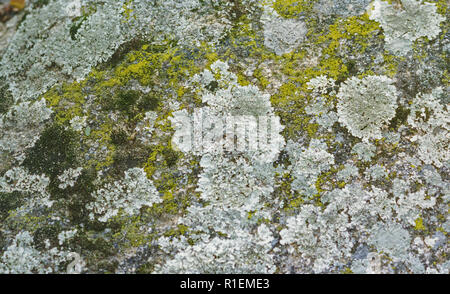 closeup of lichens and mosses on a granite boulder Stock Photo