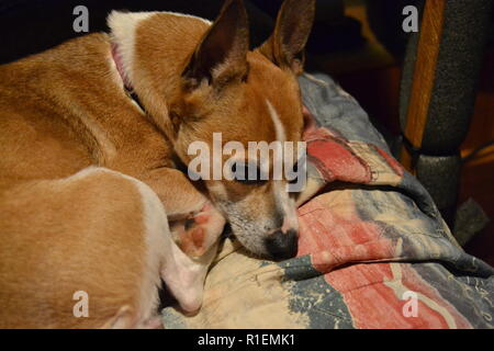 Smoky Mountain Feist curled up on the couch sleeping. Stock Photo