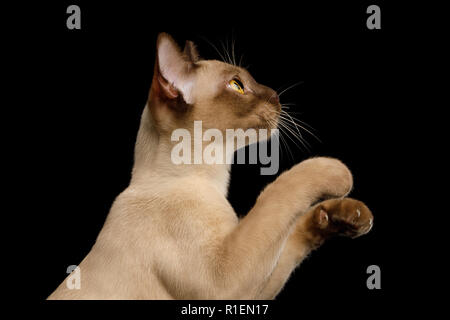 Cute Portrait of Brown Burma Cat in Profile view, Raising up soft paws isolated on black background Stock Photo
