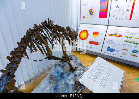 Cave bear skeleton (Ursus  spelaeus). Stock Photo