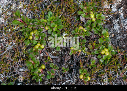 Alpine Bearberry (Arctostaphylos alpinus) on Toll Creagach, Scotland Stock Photo