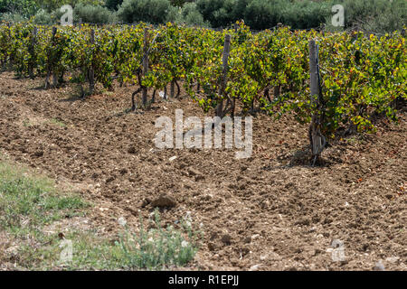 Vineyard in Gozo. Horizontal. space for text. Stock Photo