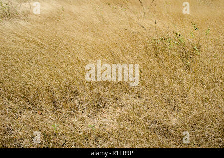 Dry grass during summer season in Panama Stock Photo