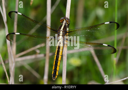 Spangled Skimmer, Libellula cyanea, female Stock Photo