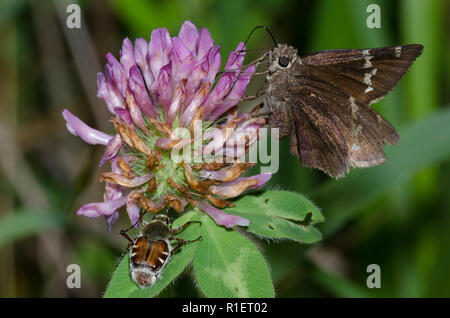 Southern Cloudywing, Cecropterus bathyllus, and flower chafer, Trichiotinus sp., on red clover, Trifolium pratense Stock Photo