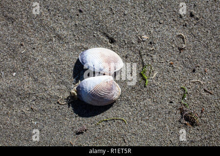 A variety of Surf Clams on a sandy beach, South Island, New Zealand: these ones are called 'Ringed Dosinia' (Donsina anus). Stock Photo