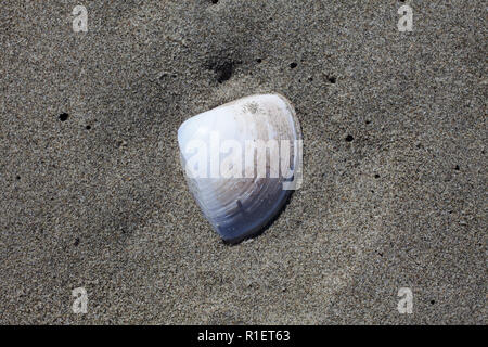 A variety of Surf Clams on a sandy beach, South Island, New Zealand: this one is the Diamond Shell Clam (Spisula aequilatera). Stock Photo