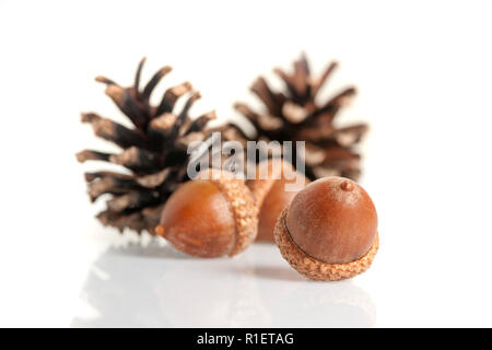 Close-up of three acorns with two cones on behind it on white background with corpse shadows in the foreground. Stock Photo