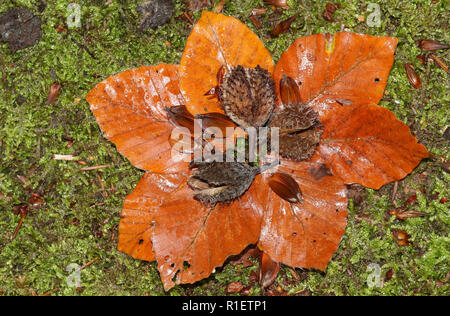 Pretty Beech nuts, seeds and leaves (Fagus sylvatica) lying on the mossy forest floor in Autumn. Stock Photo