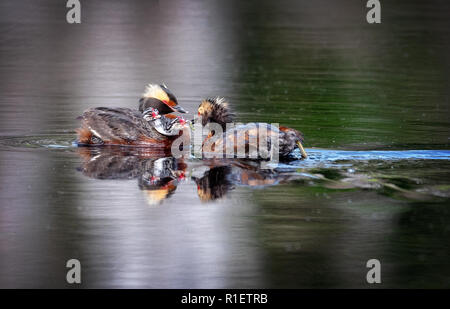 The black-necked grebe (Podiceps nigricollis), known in North America as the eared grebe Stock Photo