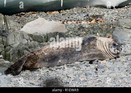 Weddell seal Antarctica. Stock Photo